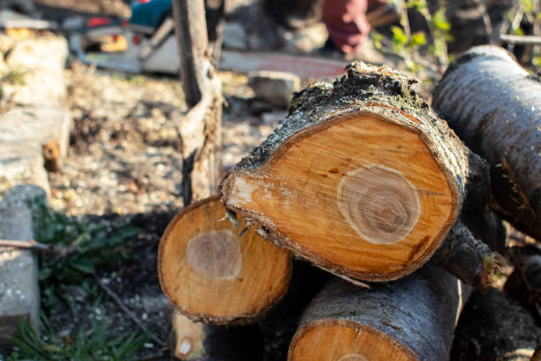 How Our Tree Care Process Works  in  Winnsboro, SC